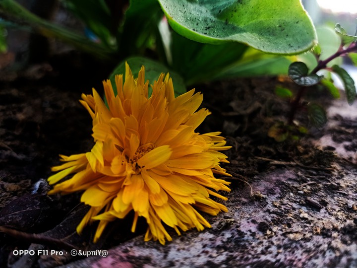 flower ??