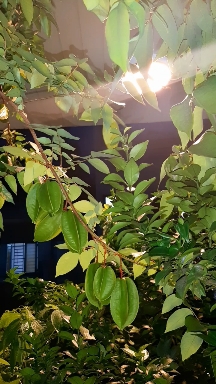 fruit and moon