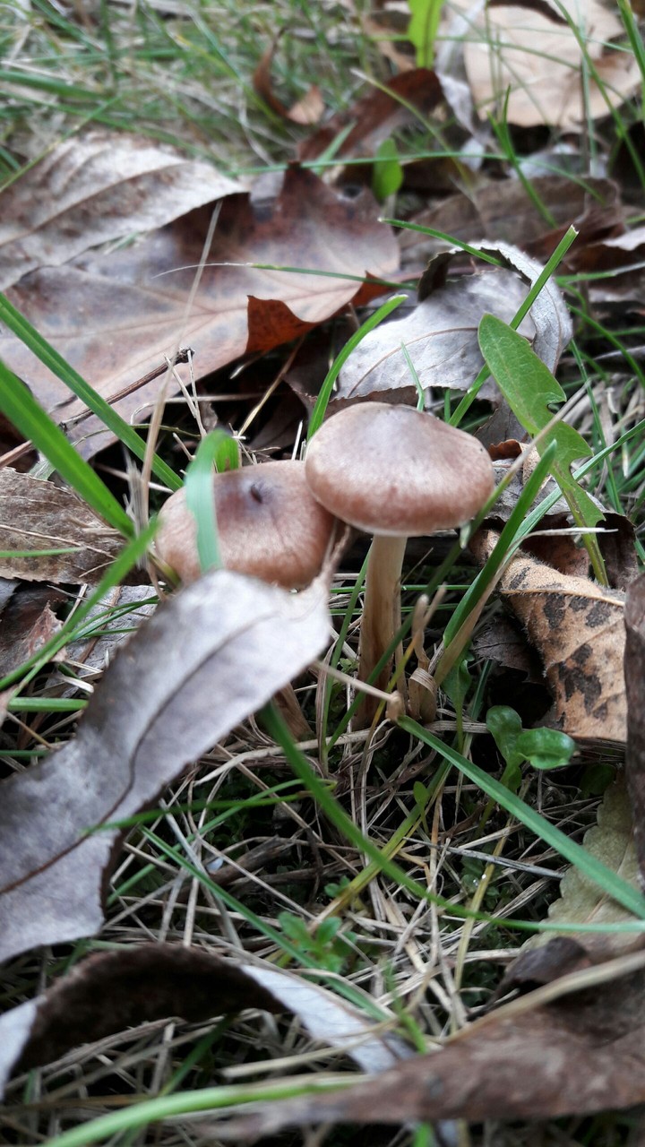 mushrooms
