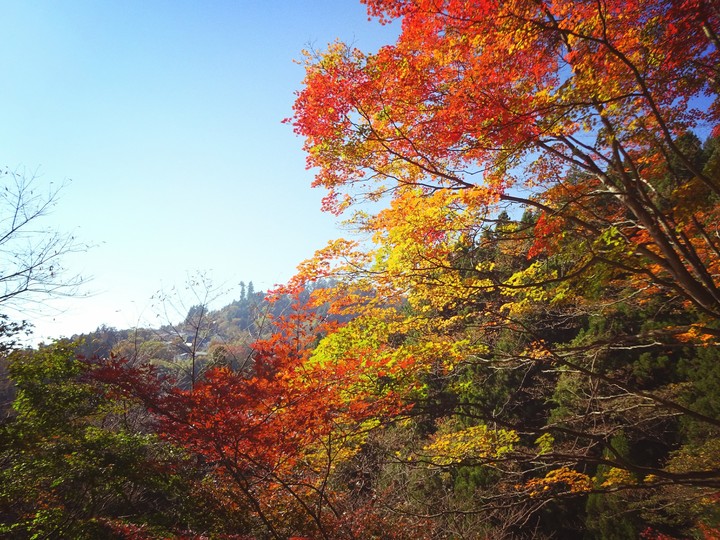 紅葉