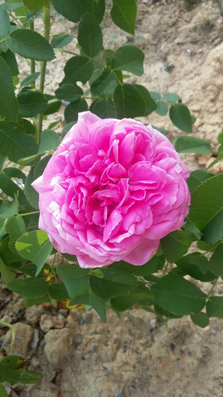 rose ancienne