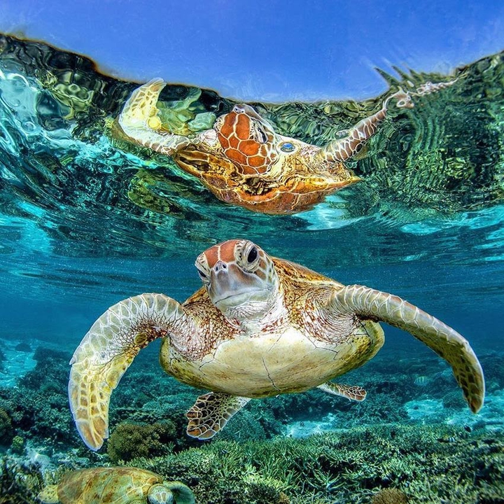 TURTLE