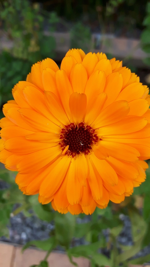 blüten zauber #4