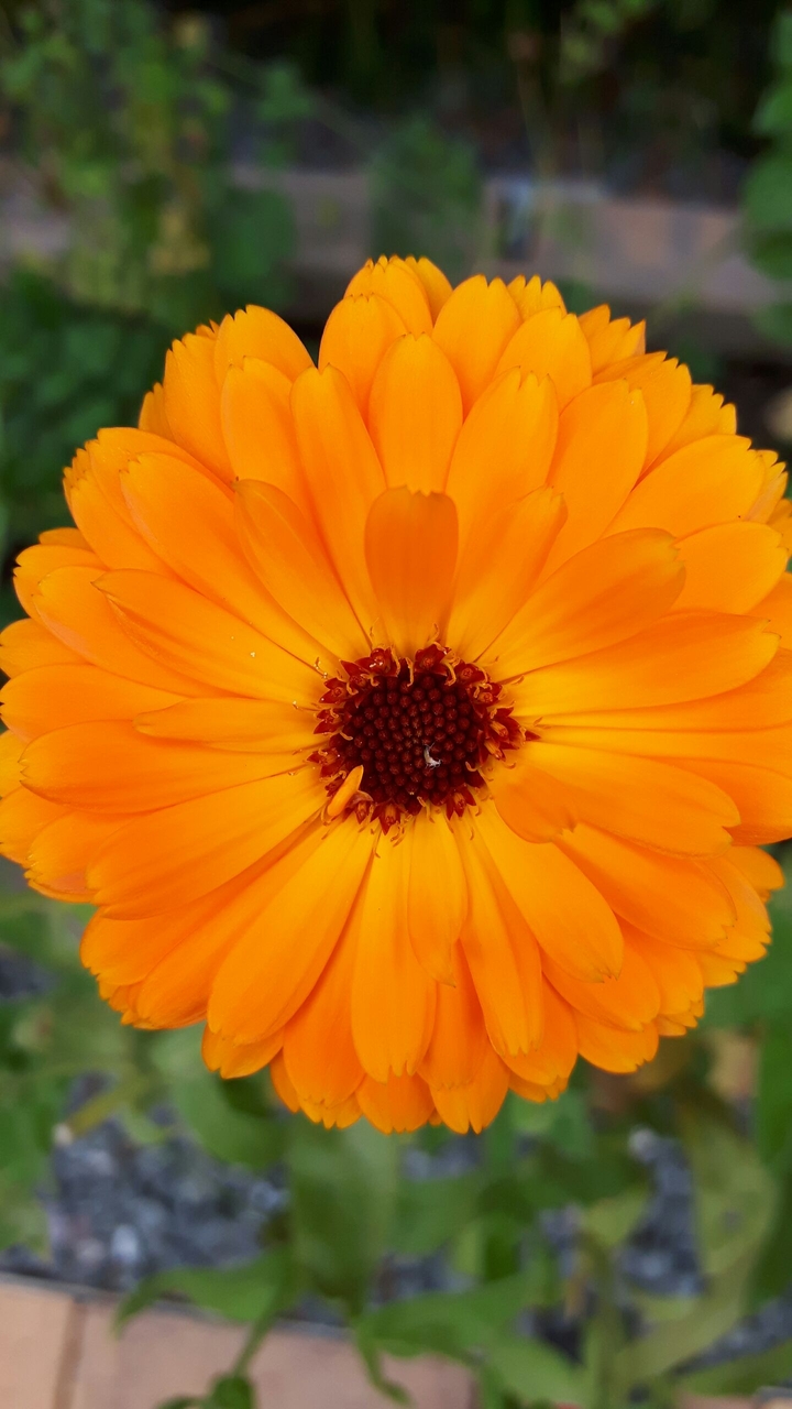 blüten zauber #4
