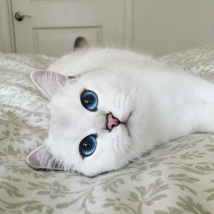 cat