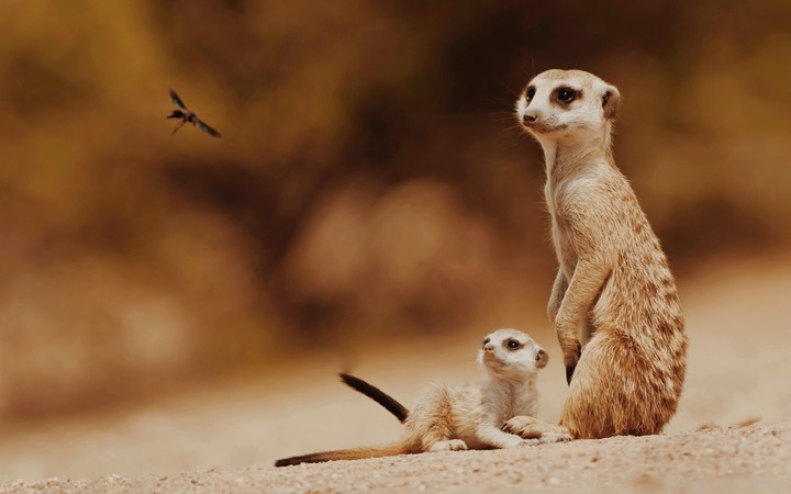 meerkats