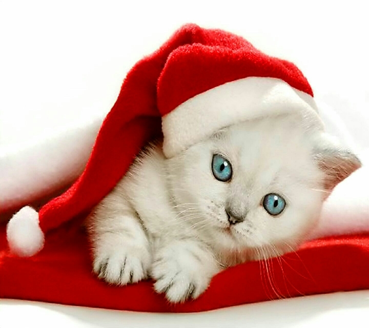 Cat...maybe Santa Claus!!!