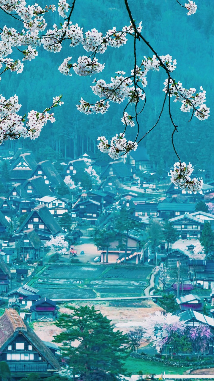 blossom