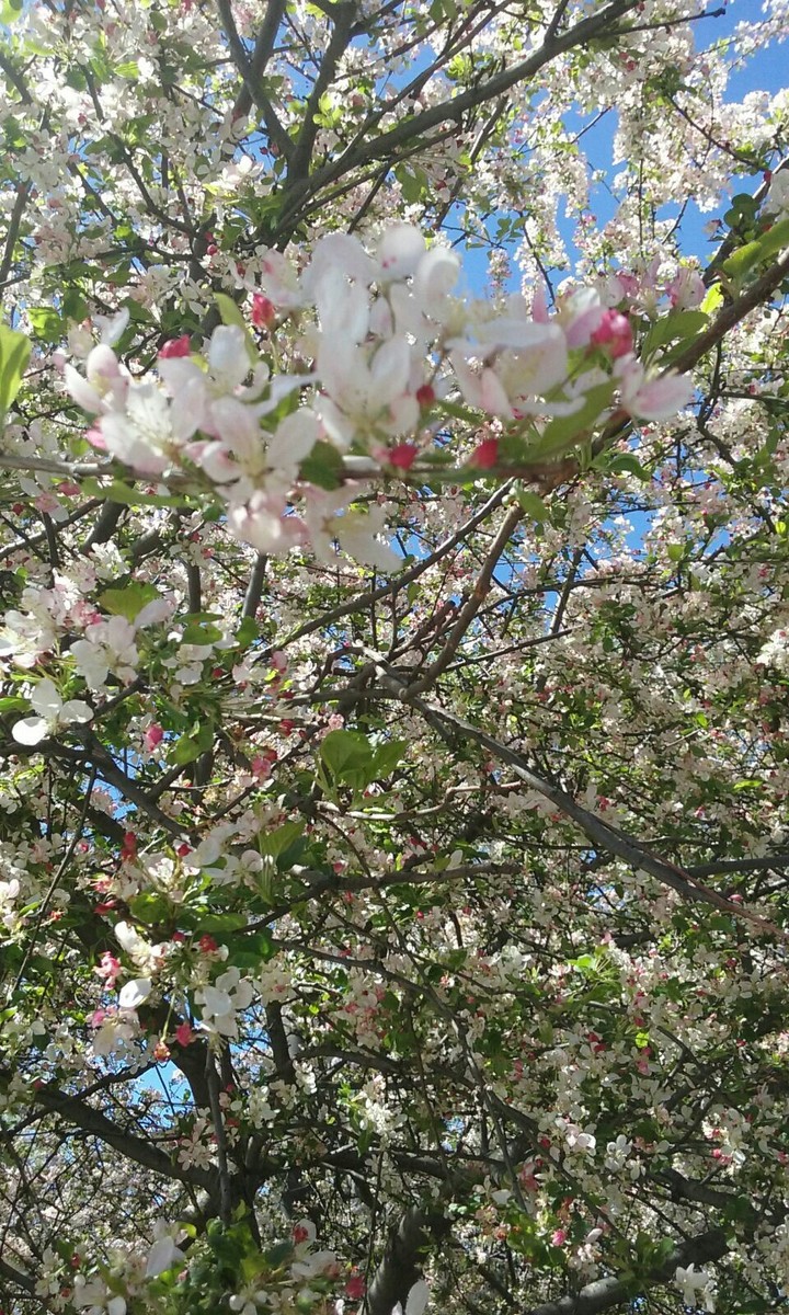 cherry blossom tree