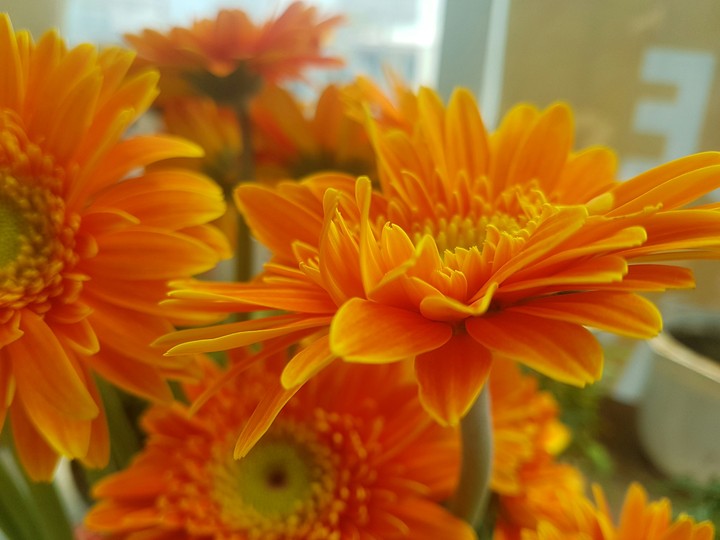 beautiful flower