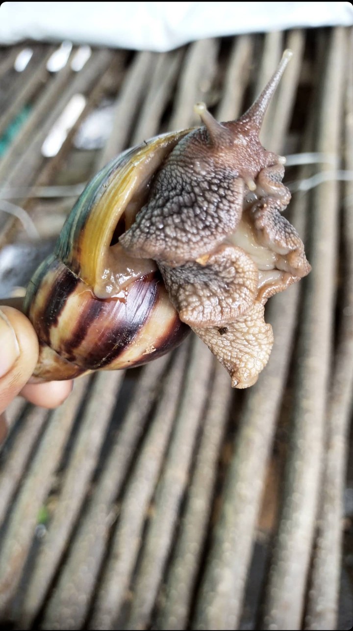 indian snail