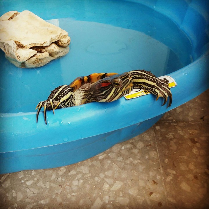 tortuga