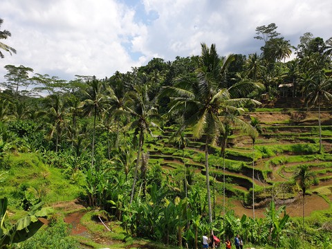 Tagalalang rice plantation