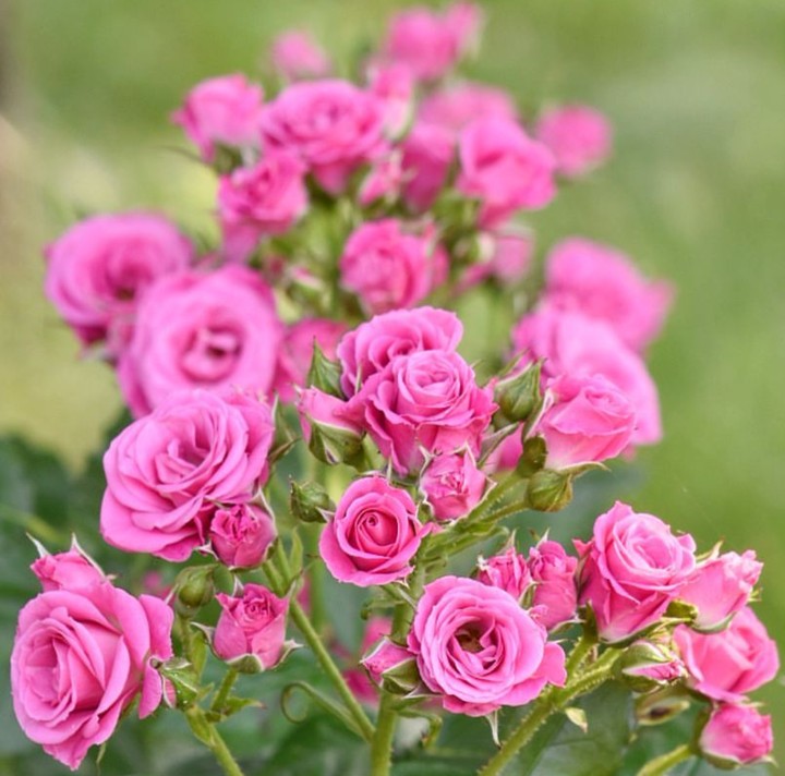 Roses růže