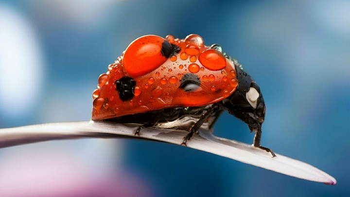 Ladybird