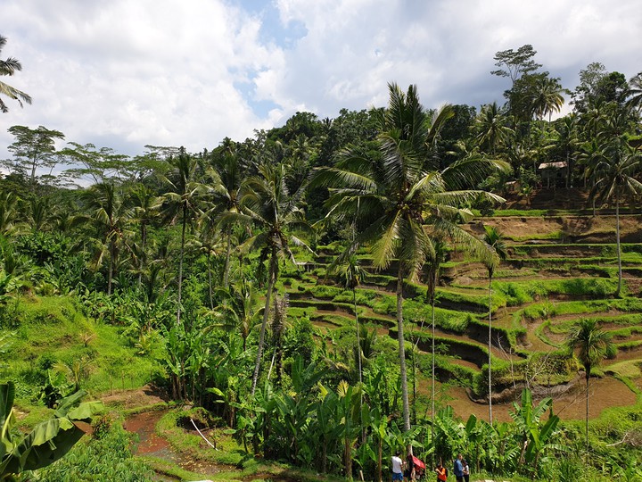 Tagalalang rice plantation