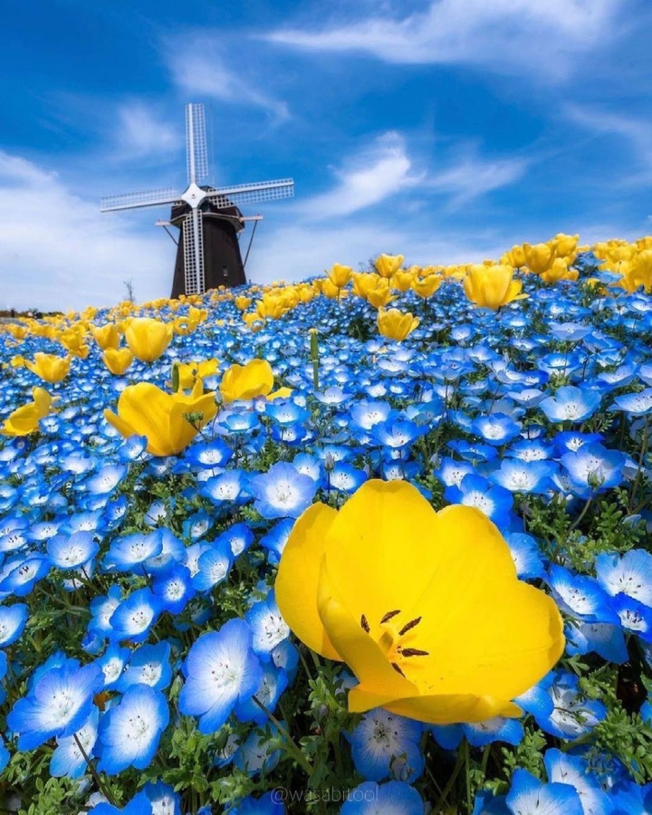 wallpapers_sah.spid