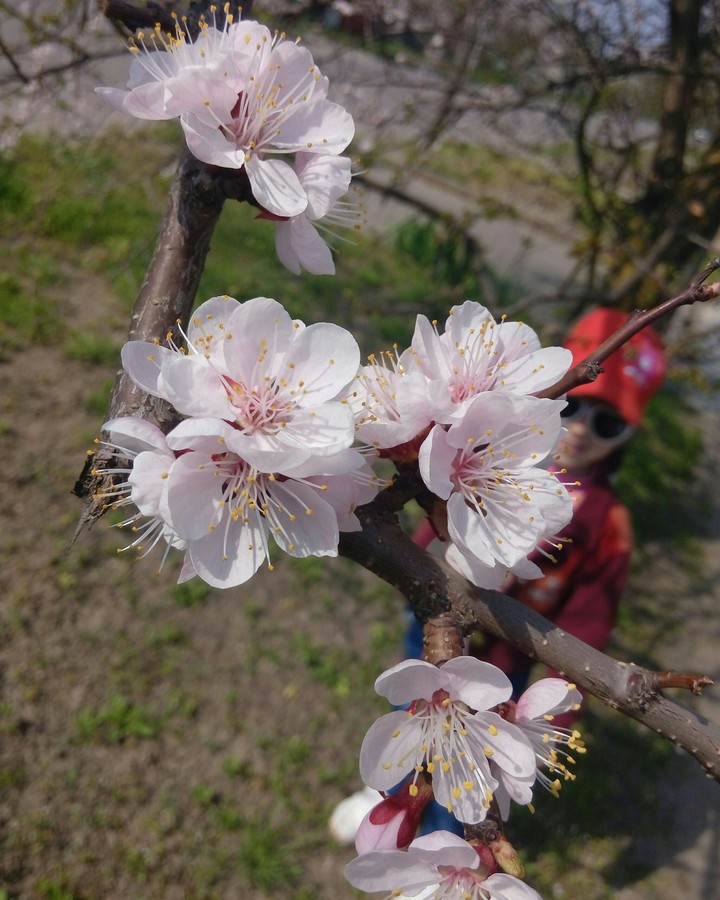 Blossom