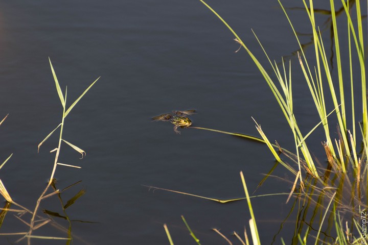 the frog