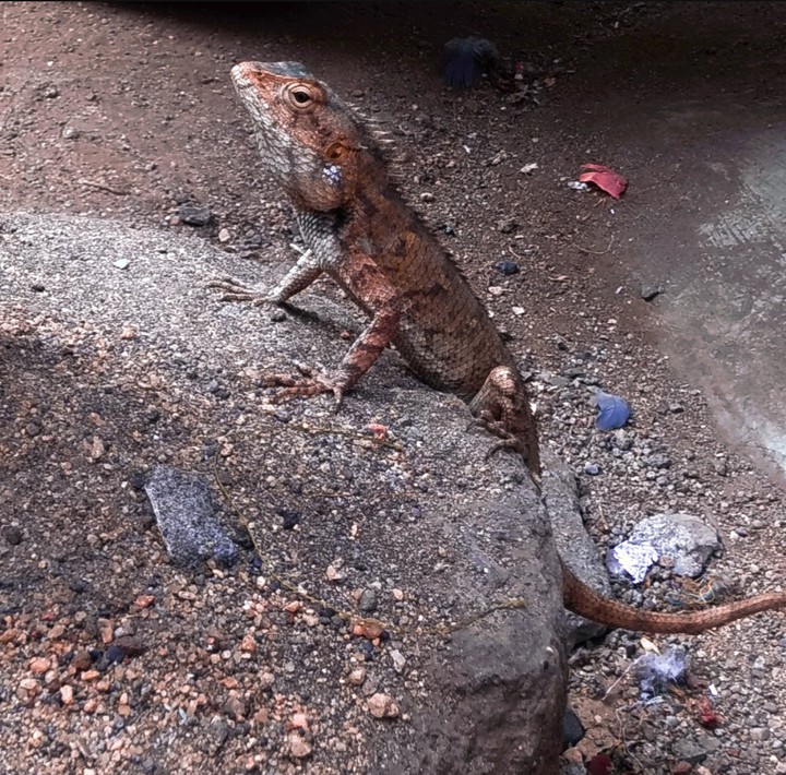A cute reptail clicked by me