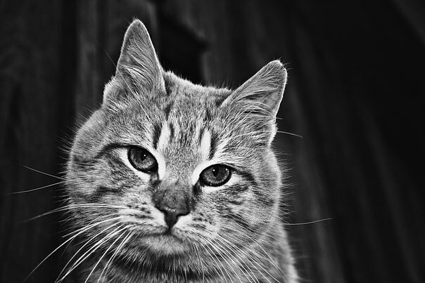 Кот