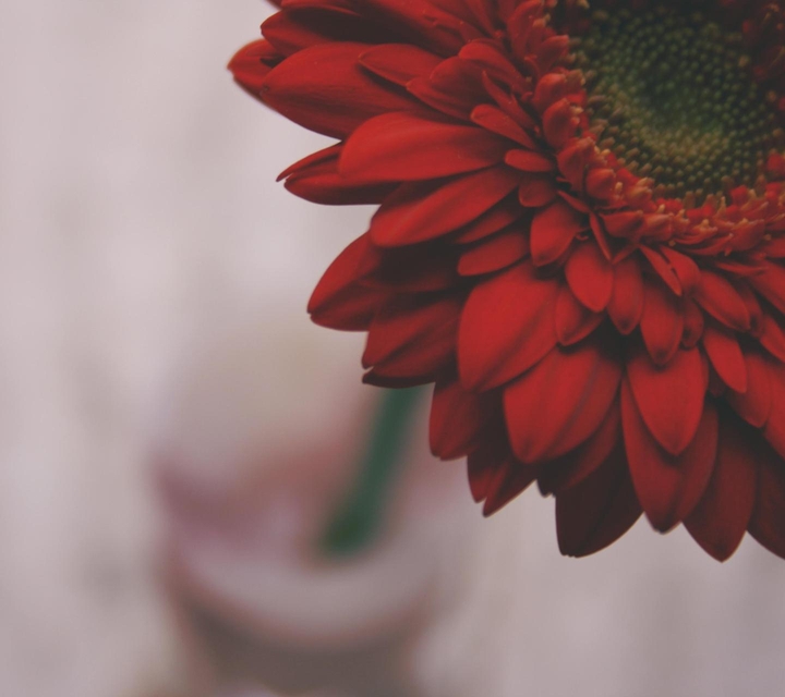 red flower#awesome#love#bright