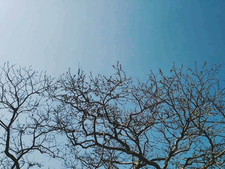 Sunny Winter