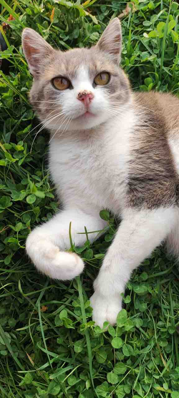 cat