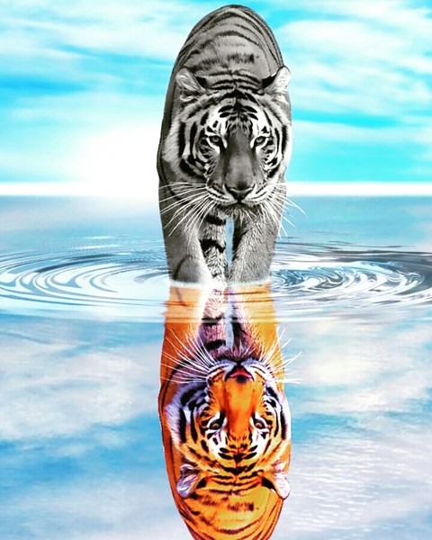 Tiger .