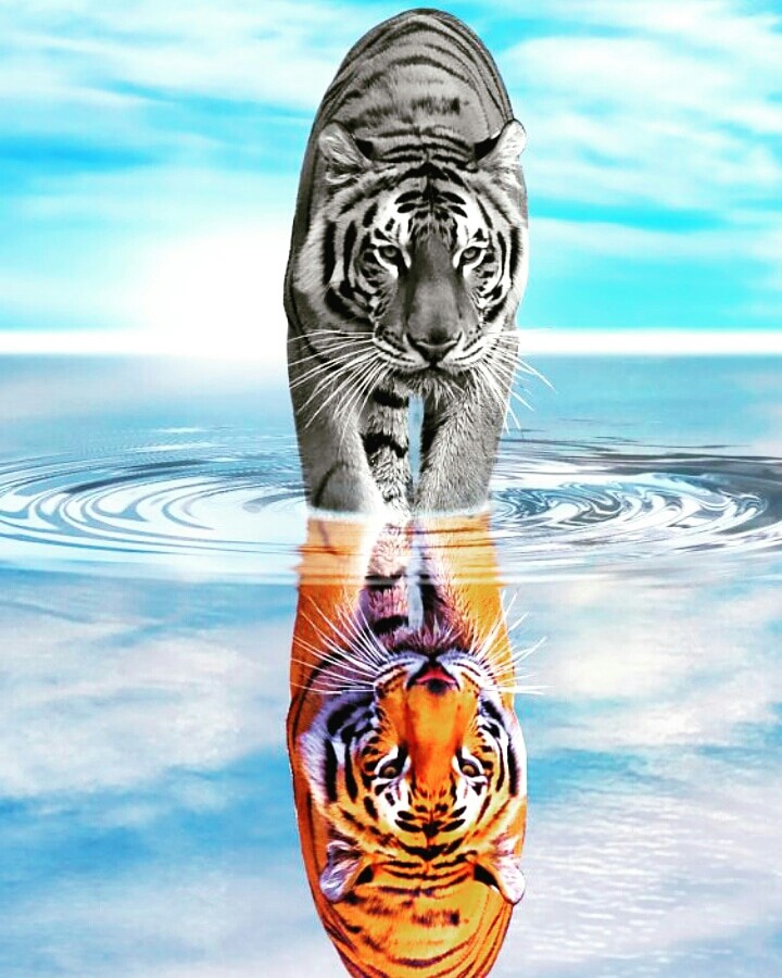 Tiger .