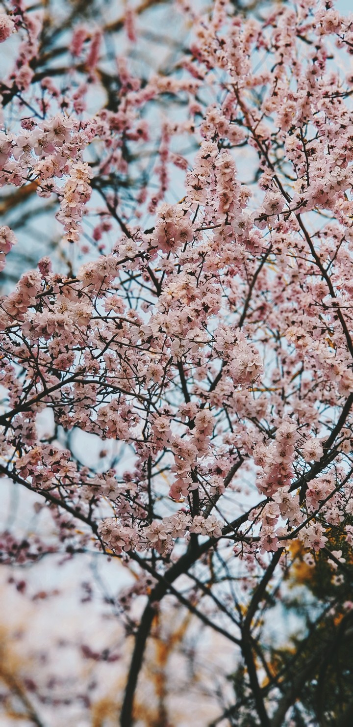 cherry blossoms