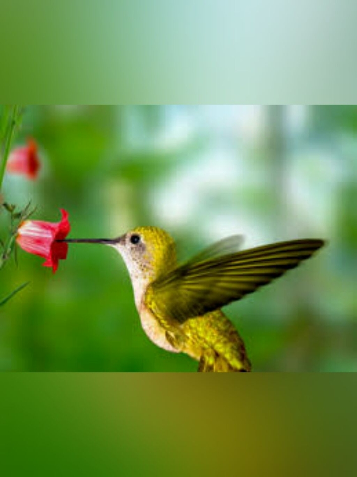 bird