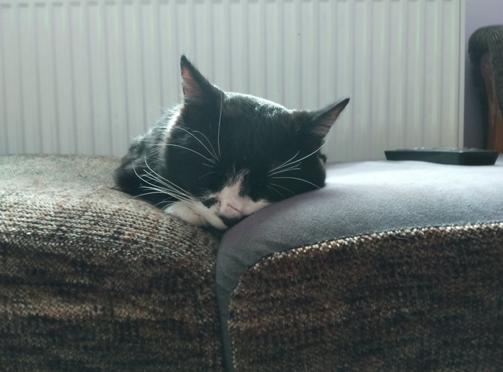 Це котик мур котик