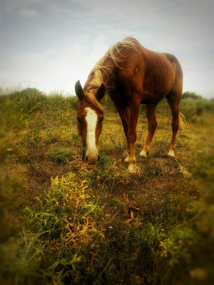 horse