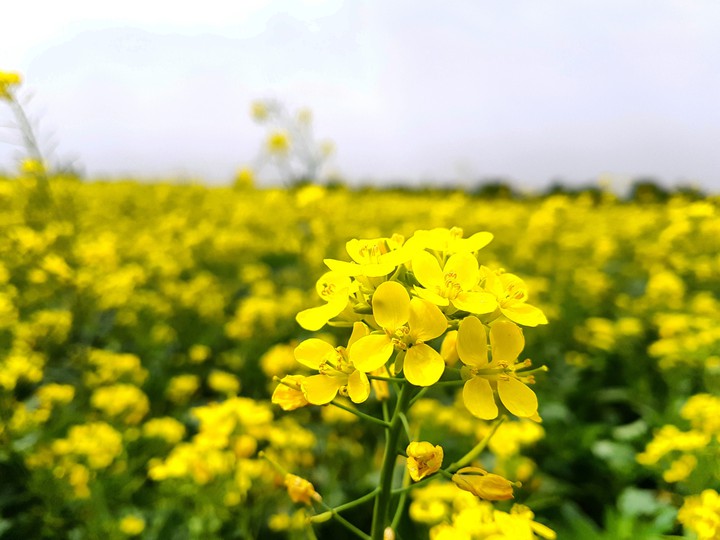 yellow flower