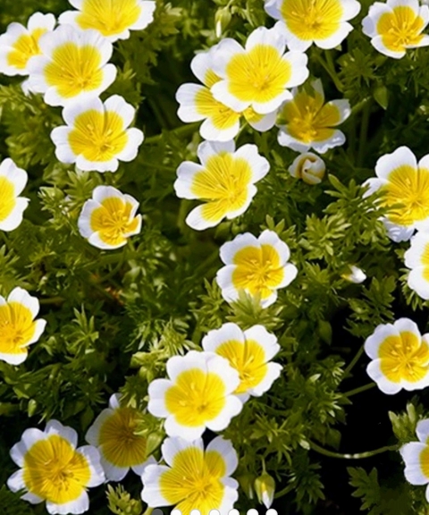 White, groundcover壁紙