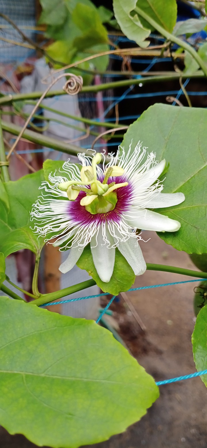 Passion fruit flower