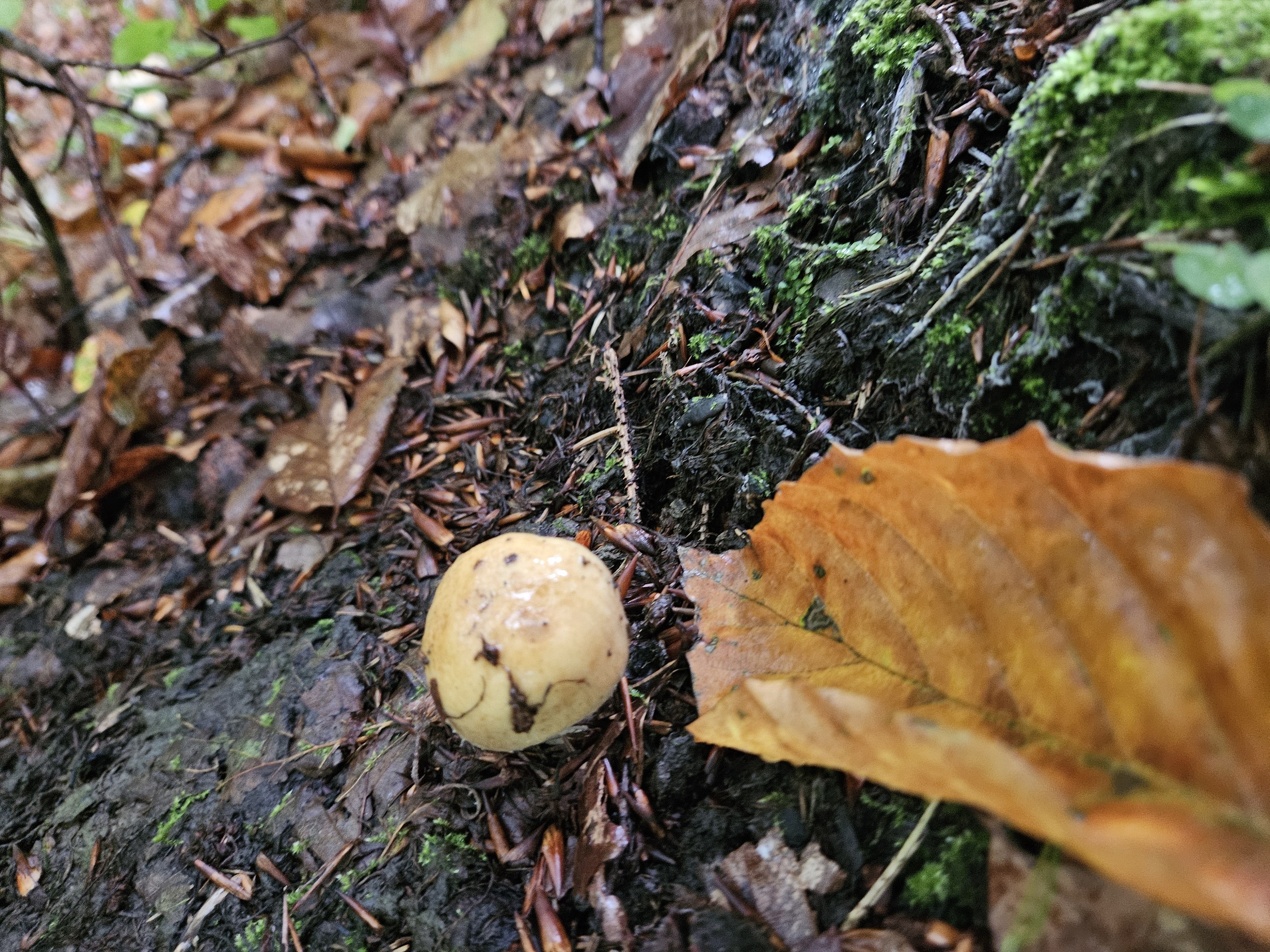 Herbstlich