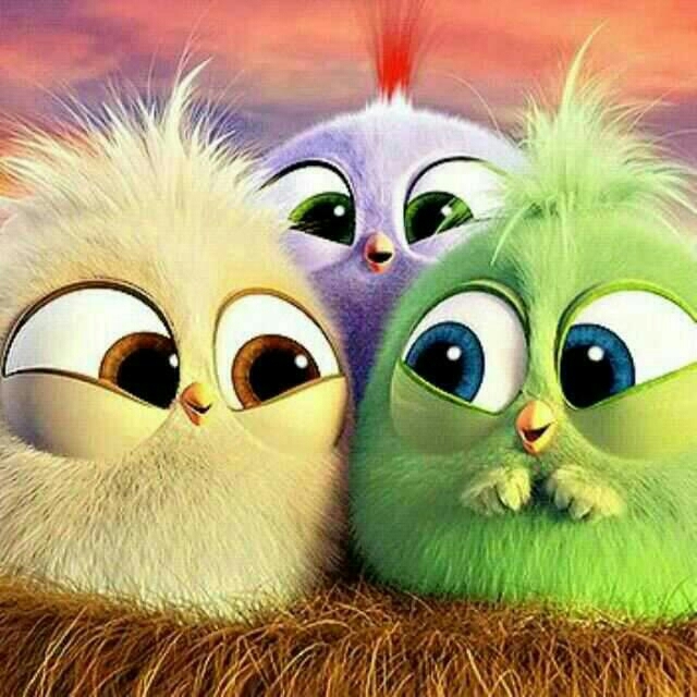 angry birds