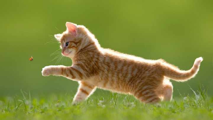 котенок