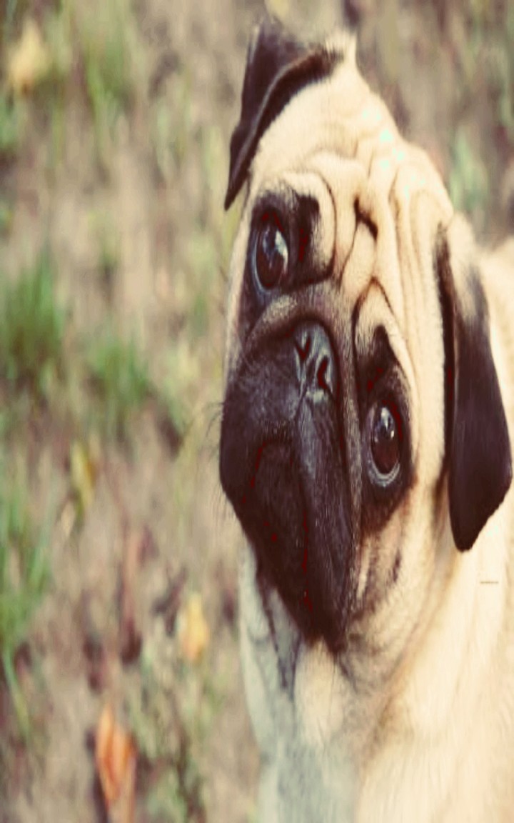 animallove