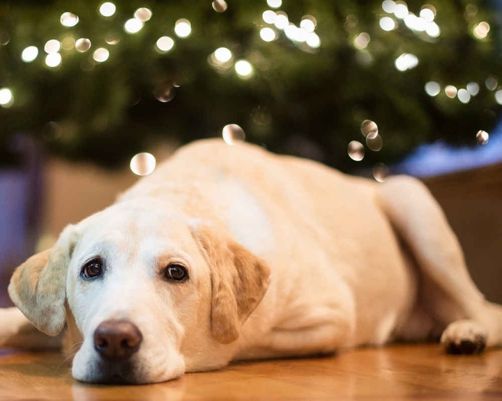Labrador