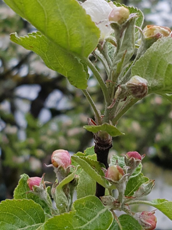 neue Knospen