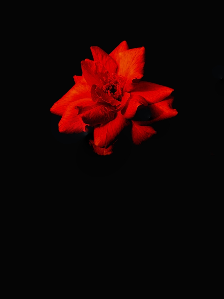 rose