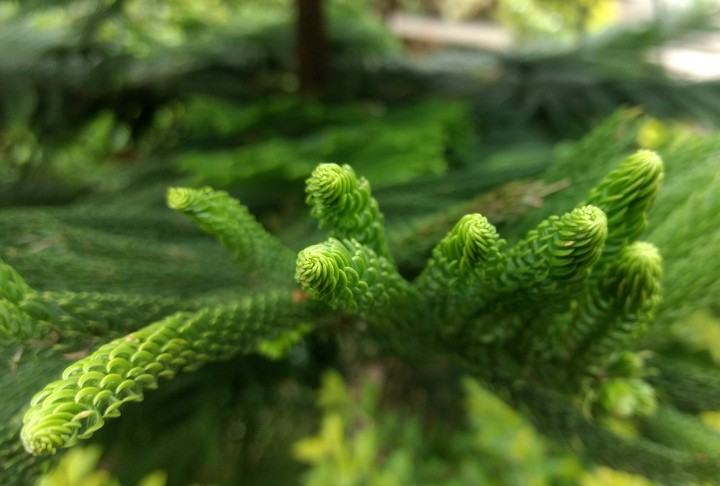 green