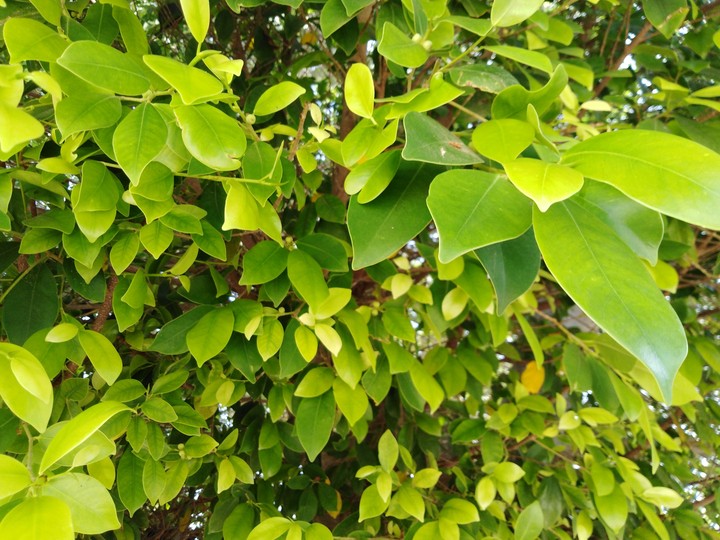 green ??