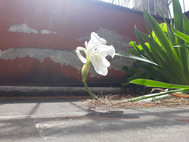 sun and flower