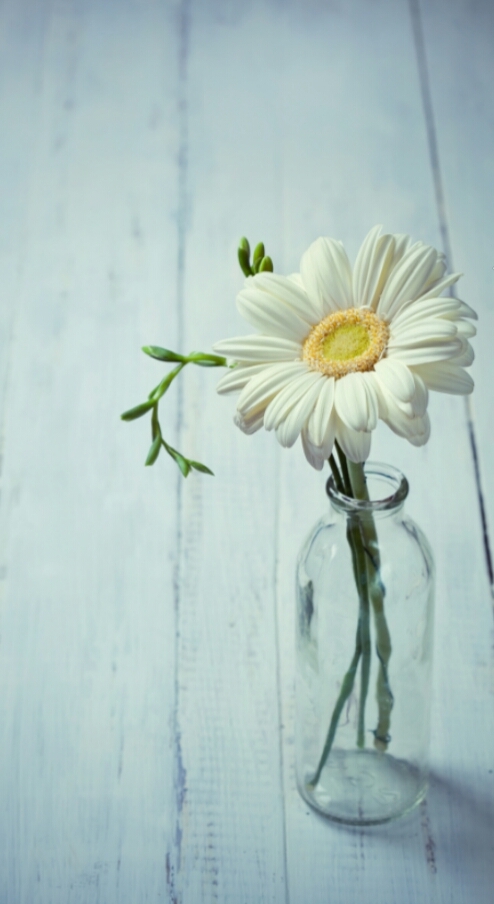 Chamomile