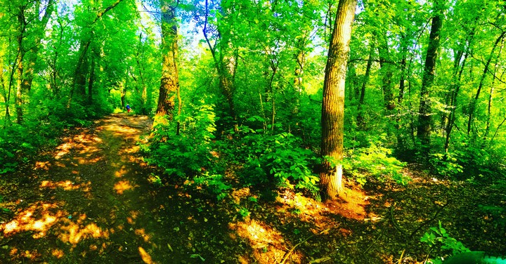 Forest