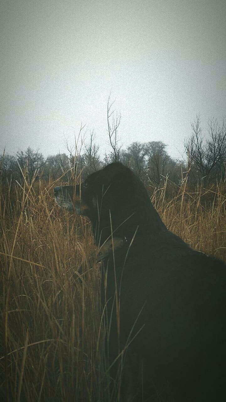 Autumn dog